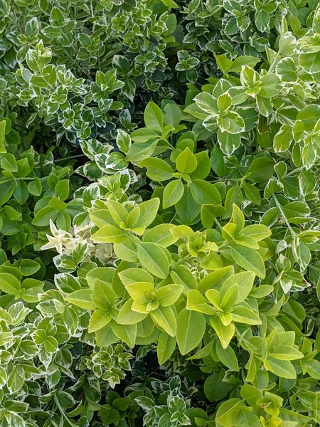 Doğanın Dokusu Gibi Yeşil Bir Çalılığın Yaprakları Kapat — Stok fotoğraf