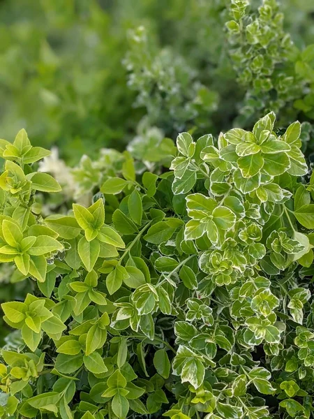 Hojas Verdes Arbusto Como Textura Naturaleza Cerca — Foto de Stock