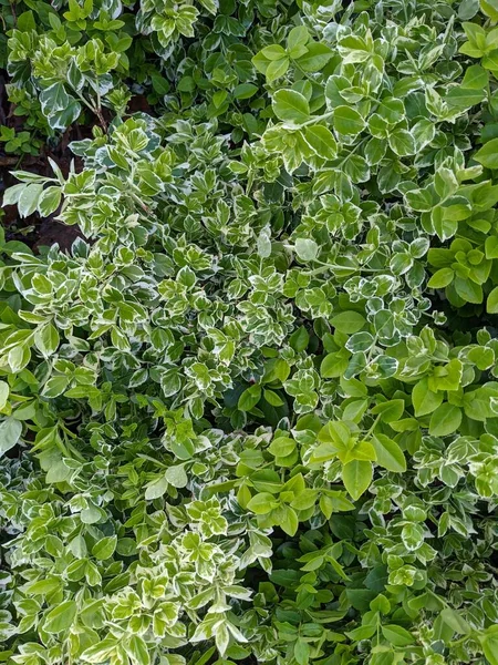 Hojas Verdes Arbusto Como Textura Naturaleza Cerca —  Fotos de Stock