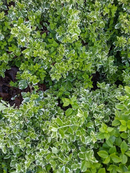 Groene Bladeren Van Een Struik Als Textuur Van Natuur Sluiten — Stockfoto