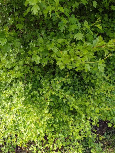 Green Juicy Foliage Bush Green Leaves Background — Stockfoto