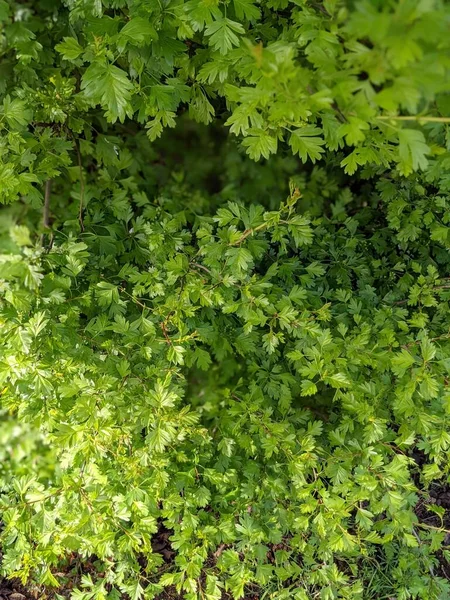 Πράσινο Ζουμερό Φύλλωμα Θάμνου Πράσινο Φόντο Φύλλων — Φωτογραφία Αρχείου