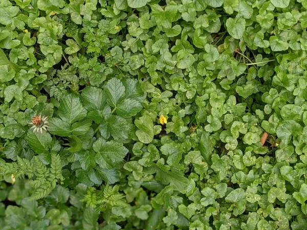 Green Foliage Leaves Nature Background — Fotografia de Stock