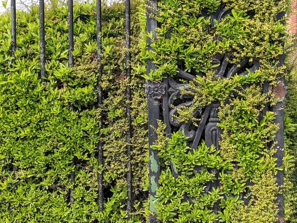 İşlenmiş demir çitin üzerindeki yeşil çalı 