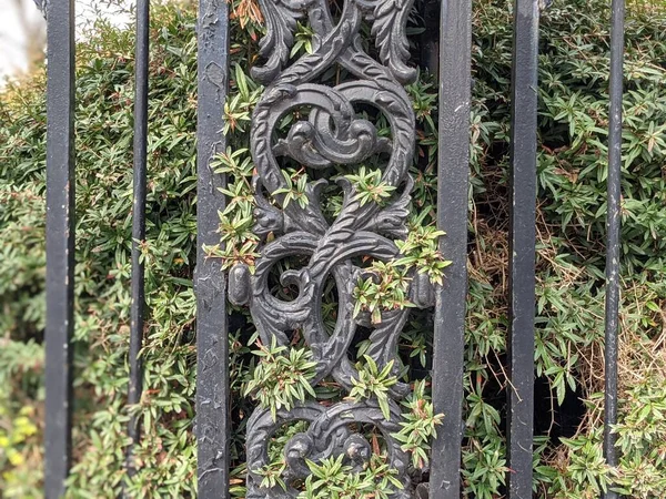 Green Shrub Wrought Iron Fence — Stock Photo, Image