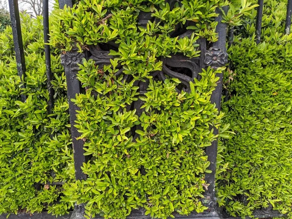 İşlenmiş demir çitin üzerindeki yeşil çalı 