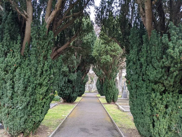 Glasnevin Mezarlığı 'ndaki yeşil sokak, Dublin, İrlanda.