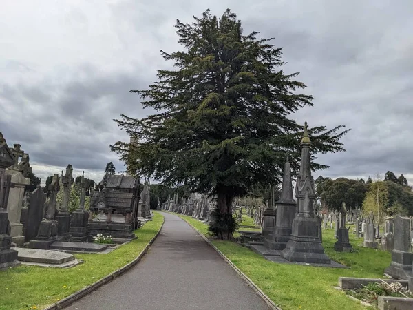 Dublin, İrlanda 'daki Glasnevin Mezarlığı' nda büyük bir ağaç.