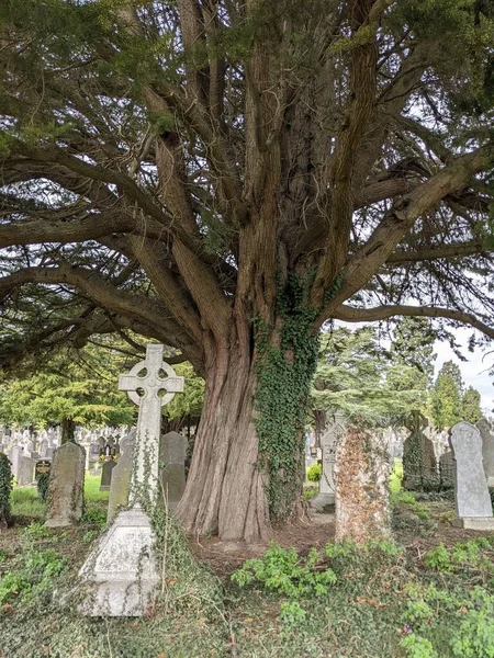 Dublin, İrlanda 'daki Glasnevin Mezarlığı' nda büyük bir ağaç.