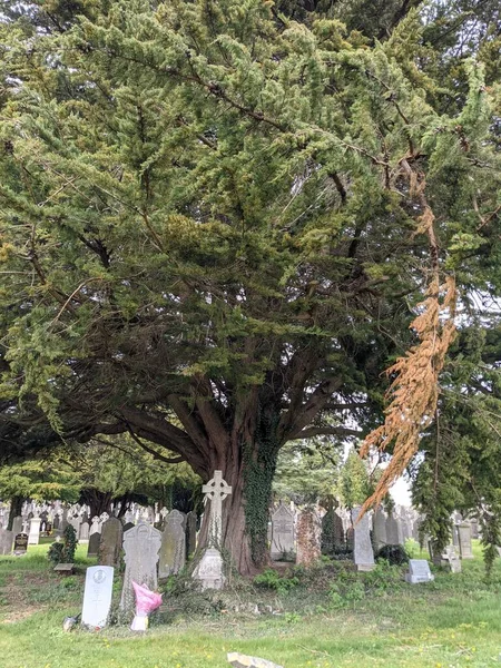 Dublin, İrlanda 'daki Glasnevin Mezarlığı' nda büyük bir ağaç.