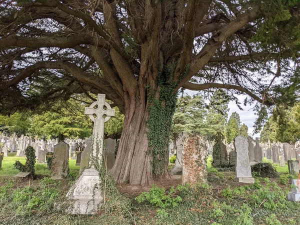 Dublin, İrlanda 'daki Glasnevin Mezarlığı' nda büyük bir ağaç.
