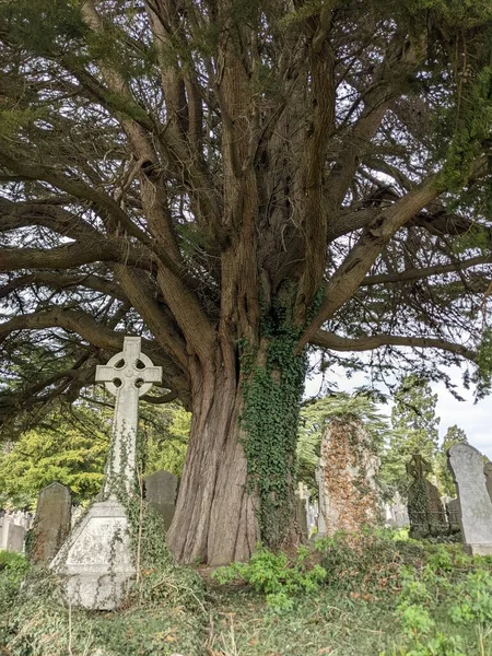 Dublin, İrlanda 'daki Glasnevin Mezarlığı' nda büyük bir ağaç.