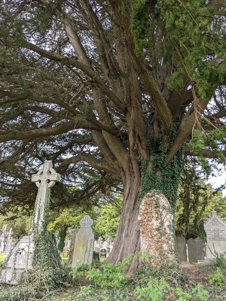 Dublin, İrlanda 'daki Glasnevin Mezarlığı' nda büyük bir ağaç.