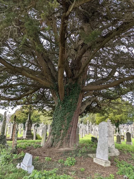 Dublin, İrlanda 'daki Glasnevin Mezarlığı' nda büyük bir ağaç.