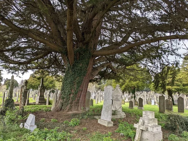 Dublin, İrlanda 'daki Glasnevin Mezarlığı' nda büyük bir ağaç.