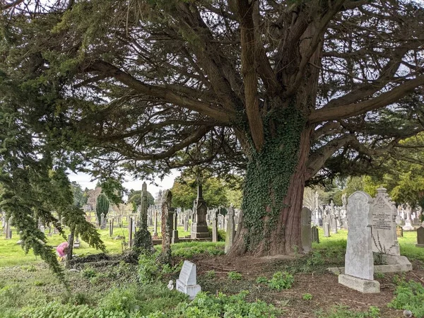 Dublin, İrlanda 'daki Glasnevin Mezarlığı' nda büyük bir ağaç.