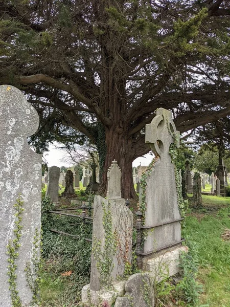 Dublin Rlanda Daki Glasnevin Mezarlığı Nda Büyük Bir Ağaç — Stok fotoğraf