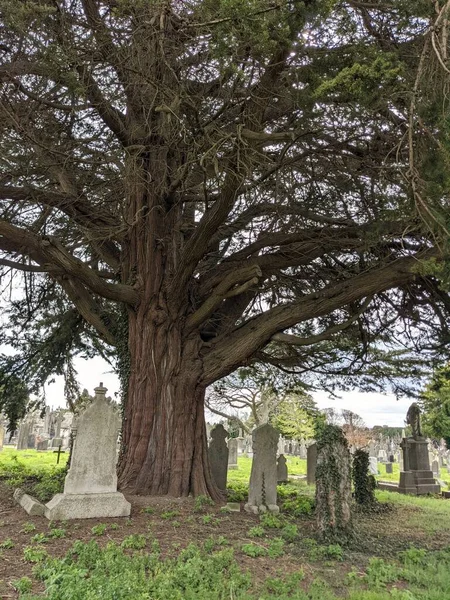 Dublin, İrlanda 'daki Glasnevin Mezarlığı' nda büyük bir ağaç.