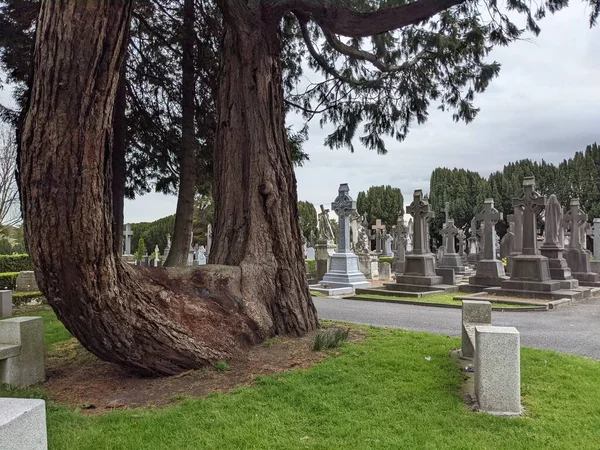 Dublin, İrlanda 'daki Glasnevin Mezarlığı' nda büyük bir ağaç.