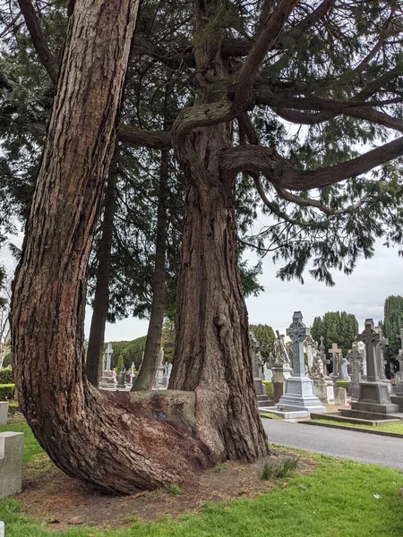 Dublin, İrlanda 'daki Glasnevin Mezarlığı' nda büyük bir ağaç.