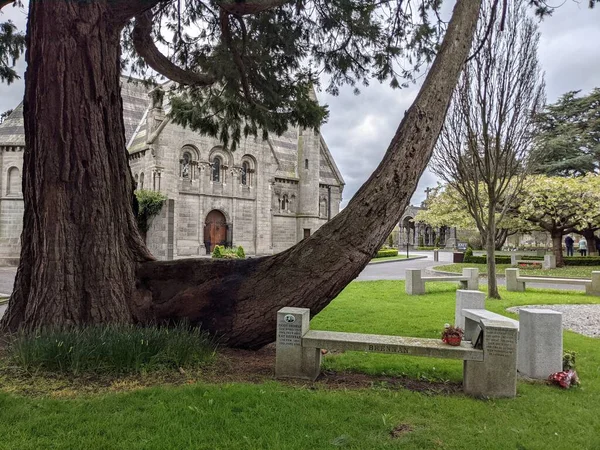 Dublin, İrlanda 'daki Glasnevin Mezarlığı' nda büyük bir ağaç.