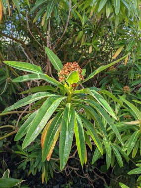 Ağaçta yetişen güzel tropikal çiçek  