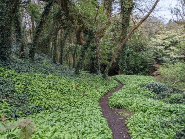 Yeşil bahar ormanında güzel bir patika