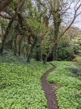 Yeşil bahar ormanında güzel bir patika