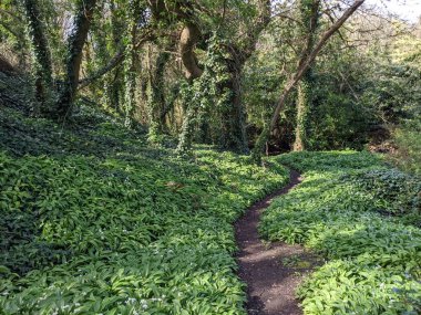 Yeşil bahar ormanında güzel bir patika