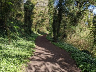 Yeşil bahar ormanında güzel bir patika