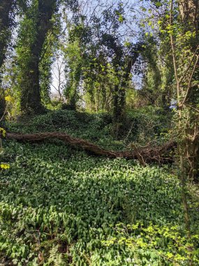 Yeşil yemyeşil ormanın güzel manzarası 