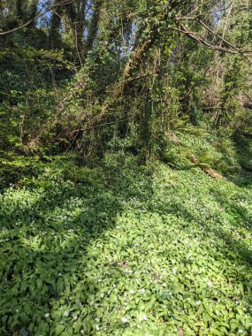 Bahar ormanında yabani çiçekler açıyor.