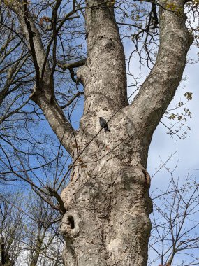 Mavi gökyüzünün arka planında ağaç dalları