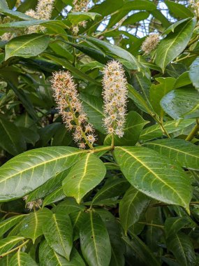 Yeşil bir ormanda, beyaz çiçekli bir çalılığa yakın. 