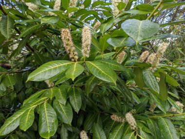 Yeşil bir ormanda, beyaz çiçekli bir çalılığa yakın. 