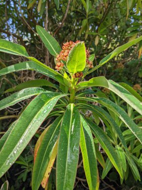 Ağaçta yetişen güzel tropikal çiçek  