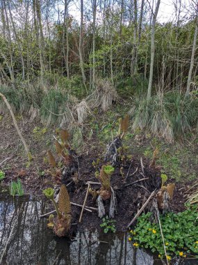 Bataklık bölgelerindeki ağaçların ve bitkilerin manzarası