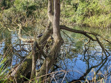 Vahşi ördek nehrin kıyısındaki bir ağaç gövdesinde oturuyor.
