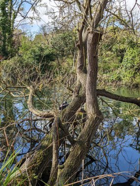 Vahşi ördek nehrin kıyısındaki bir ağaç gövdesinde oturuyor.