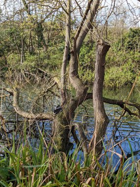 Vahşi ördek nehrin kıyısındaki bir ağaç gövdesinde oturuyor.
