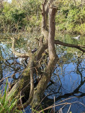 Vahşi ördek nehrin kıyısındaki bir ağaç gövdesinde oturuyor.