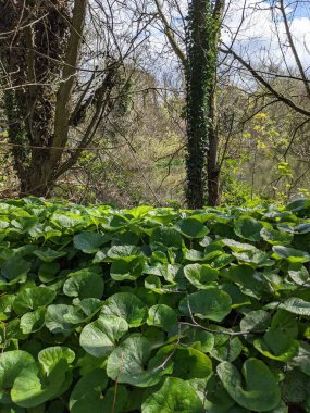 Yeşil bitkiler ve ağaçlar orman 