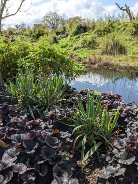 Kırsaldaki küçük bir nehrin yemyeşil bitkileri. Bankalar doğal olarak su bitkileri ve çalılarla kaplıdır..