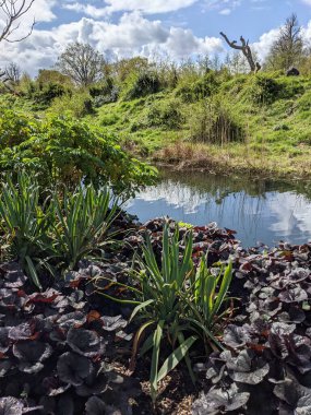 Kırsaldaki küçük bir nehrin yemyeşil bitkileri. Bankalar doğal olarak su bitkileri ve çalılarla kaplıdır..