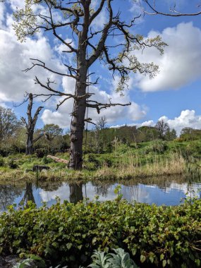 Kırsaldaki küçük bir nehrin yemyeşil bitkileri. Bankalar doğal olarak su bitkileri ve çalılarla kaplıdır..