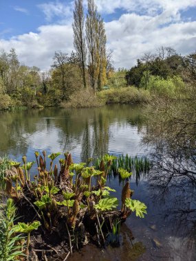 Kırsaldaki küçük bir nehrin yemyeşil bitkileri. Bankalar doğal olarak su bitkileri ve çalılarla kaplıdır..
