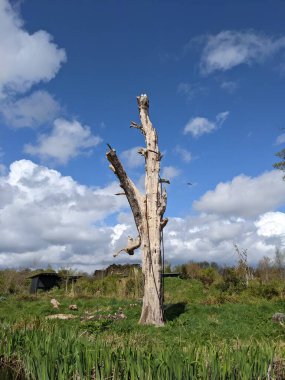 Yalnız kurumuş ağaç mavi gökyüzü arkaplanına karşı 