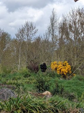 Doğadaki siyah goril görüntüsü 