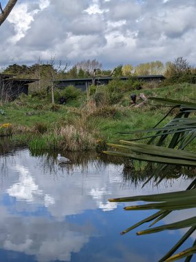 Kırsaldaki küçük nehirde güzel bir martı. Bankalar doğal olarak su bitkileri ve çalılarla kaplıdır..