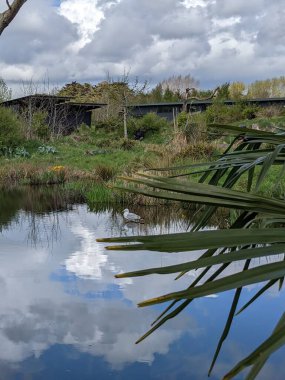 Kırsaldaki küçük nehirde güzel bir martı. Bankalar doğal olarak su bitkileri ve çalılarla kaplıdır..